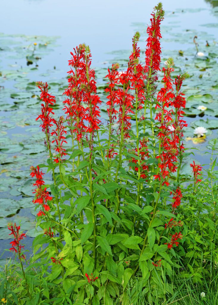 growing-cardinal-flower-a-guide-the-plant-native